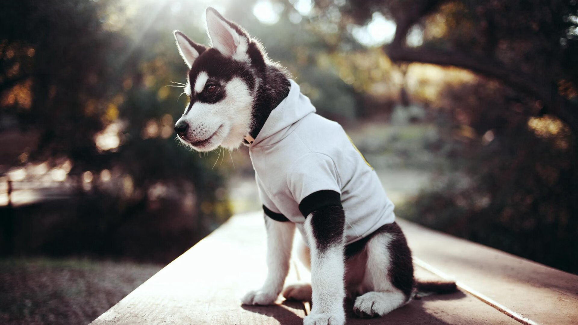 “德甲决战在即：领跑队伍士气高昂”，德甲收官战