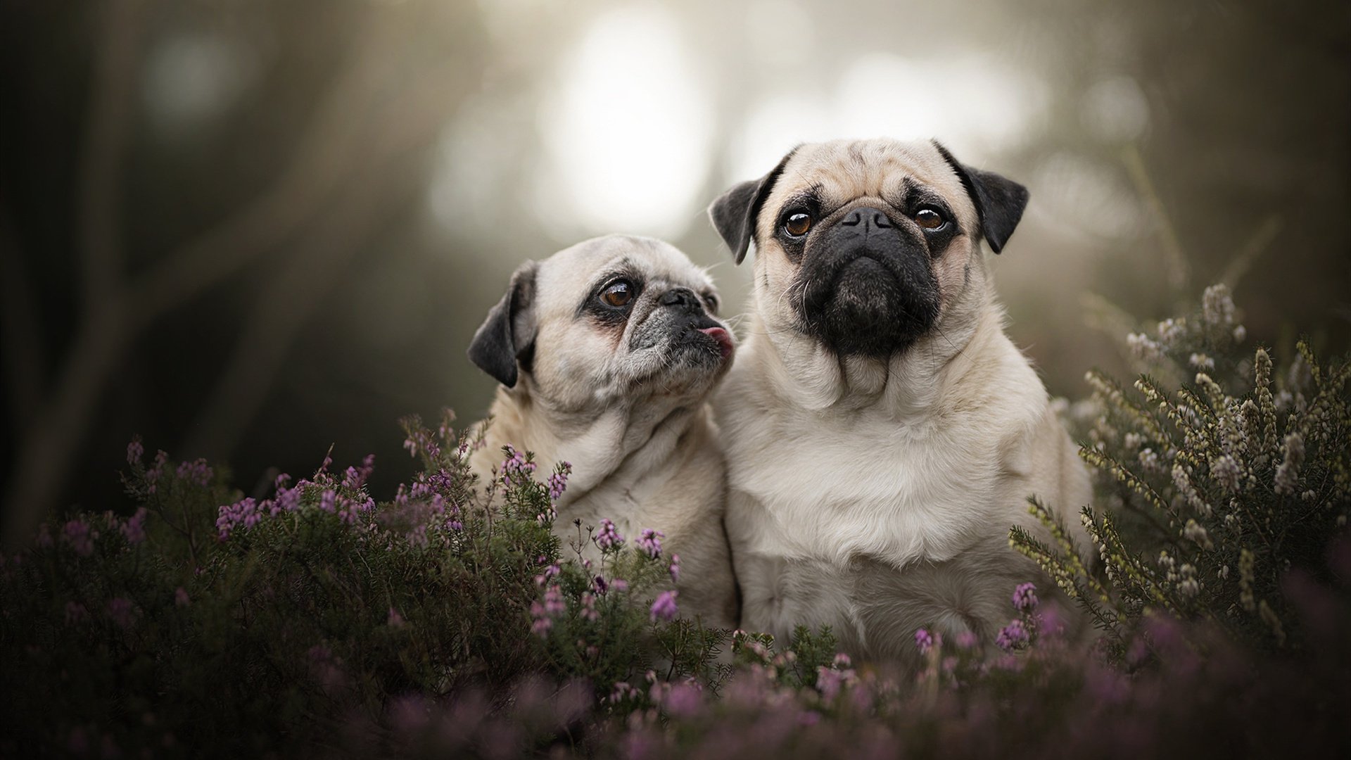 中超新赛季开启，豪门多点开花，争冠形势扑朔迷离，中超新赛季各队名单