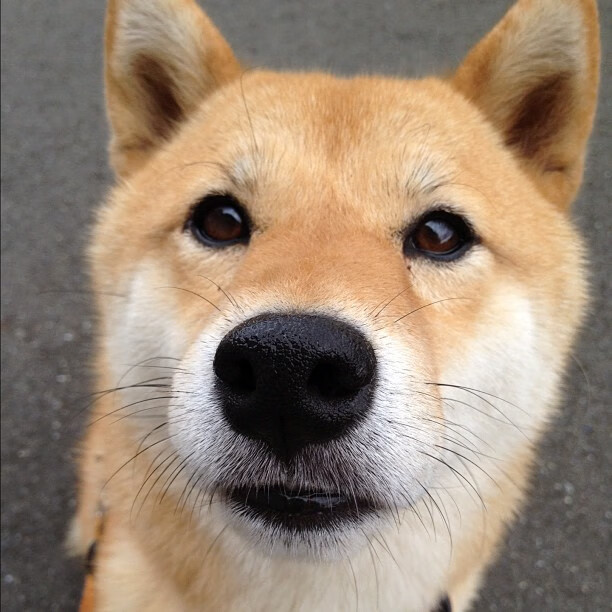 异军突起:外援如何改变联盟格局?,外援 冲突