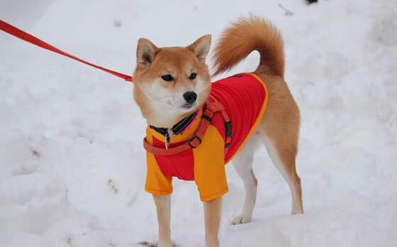 数字化文化创新助推篮球品牌建设，打造文化体育双品牌，设计篮球文化标识