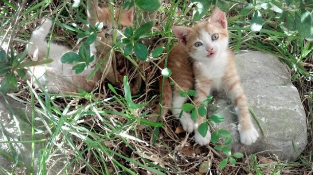 LEYU SPORTS中国官方网站-未来球星追踪：哪些新人有望成为联盟领袖？，未来篮球巨星