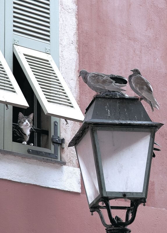 自动驾驶：是否成为下一场比赛的常态？，自动 驾驶