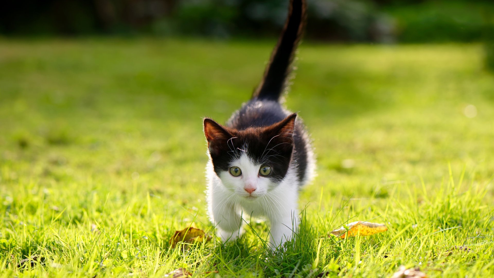 乐鱼（中国）体育官方网站-青岛西海岸新援加盟，球队实力再度提升，青岛西海岸签约项目