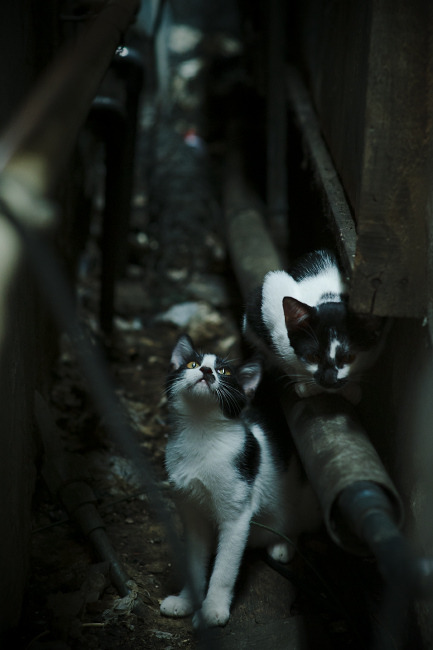 乐鱼电竞在线平台-香肠派对特种兵大战火爆进行，欢乐升级，香肠派对特战双雄皮肤