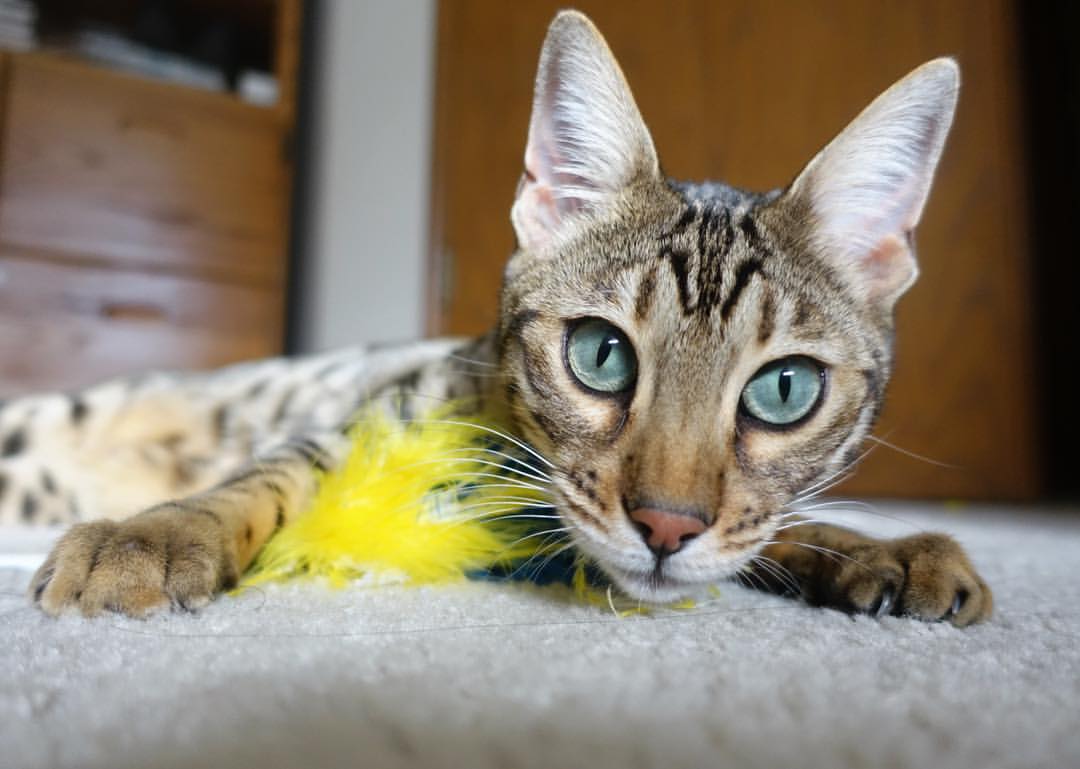 乐鱼官网-TES推行职业选手心理健康日常监测，职业选手心理素质