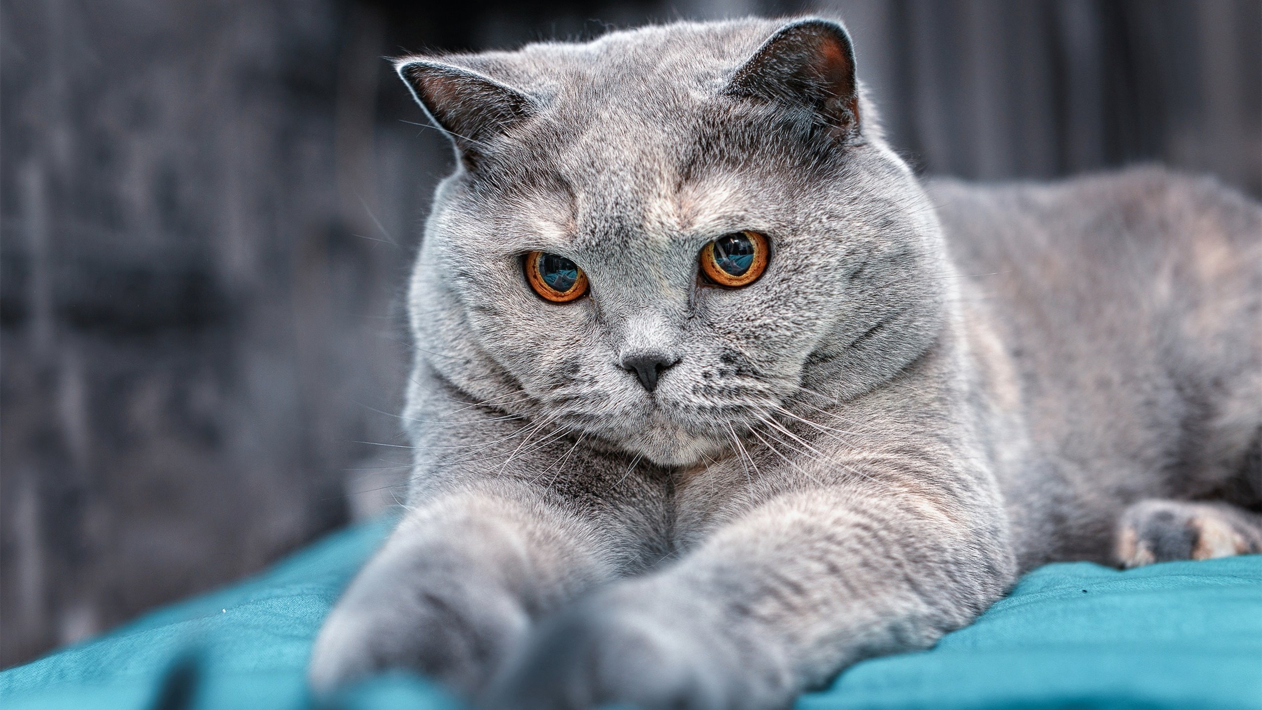 乐鱼体育-中国篮球运动赛事安全保障，中国篮球协会审定的最新《篮球竞赛规则》