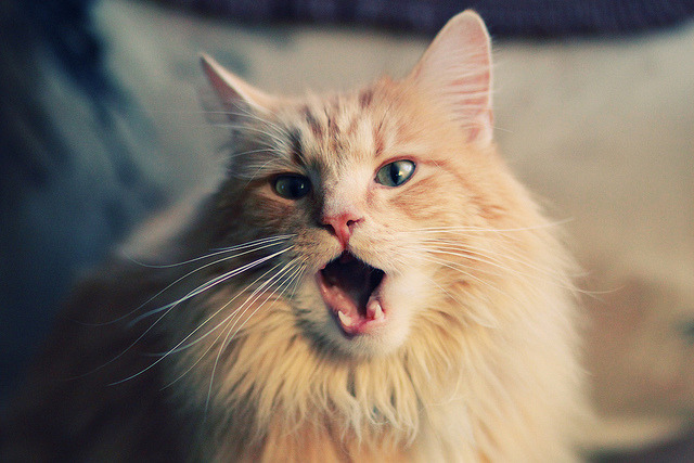 伯恩茅斯客场大胜伯明翰,取得联赛两连胜,升至积分榜前十,伯恩茅斯比赛结果