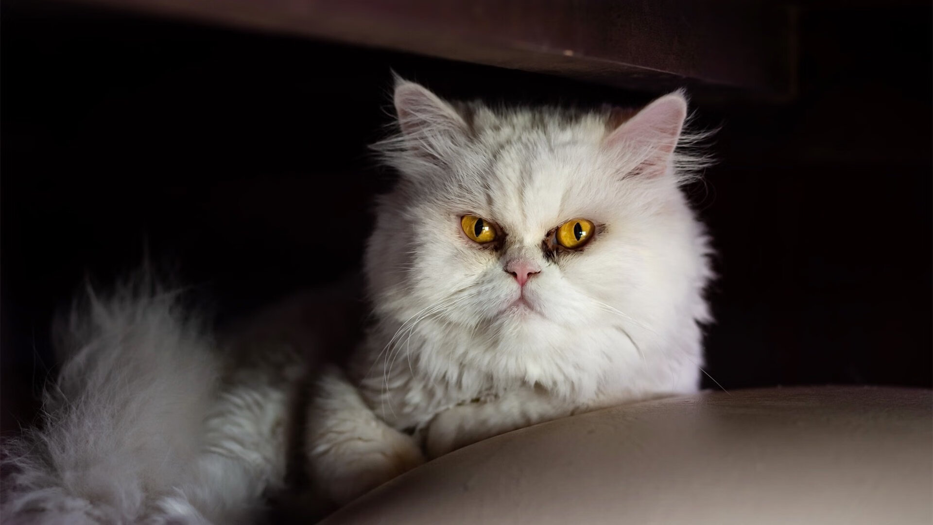 Leyu Sport登录入口-巴黎圣日耳曼狂轰乱炸，大胜晋级，巴黎圣日耳曼精选