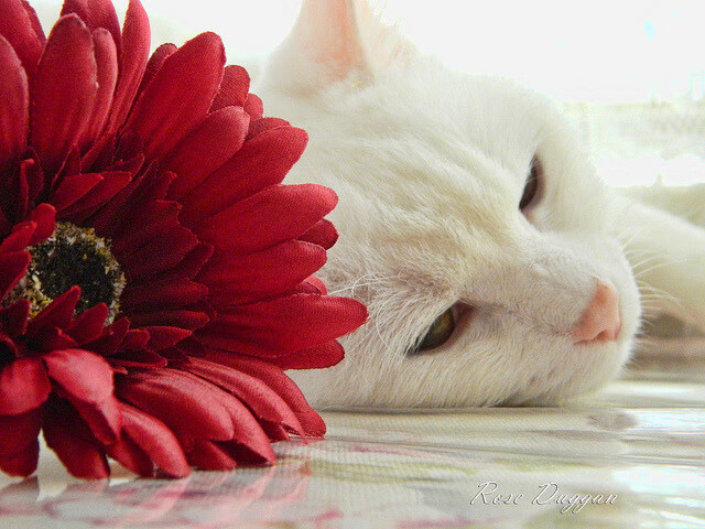 格鲁吉亚与阿根廷大比分战平,两队飙分,格鲁吉亚vs德国