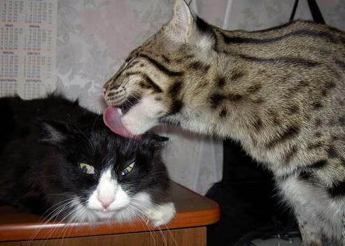 梅西迎战老对手,球星对决引爆热议,梅西对视