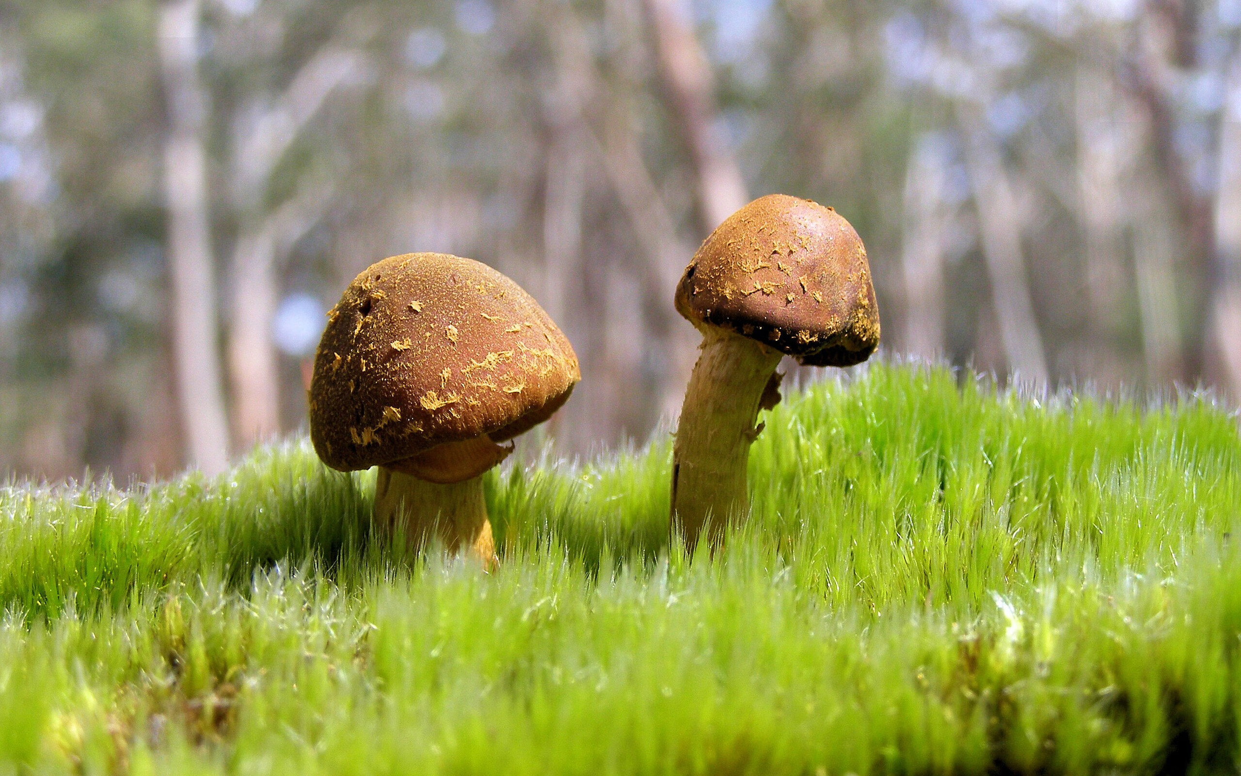 欧国联比赛:塞尔维亚队双杀匈牙利队,2020欧洲杯塞尔维亚不敌匈牙利