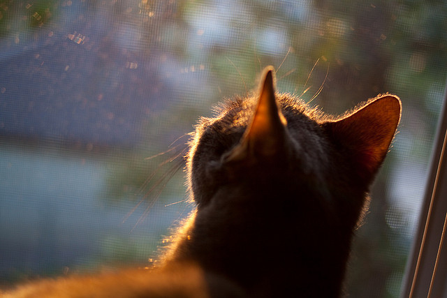 乐鱼电竞在线平台-欧国联赛新秀崭露头角，展现实力，欧国联赛分组