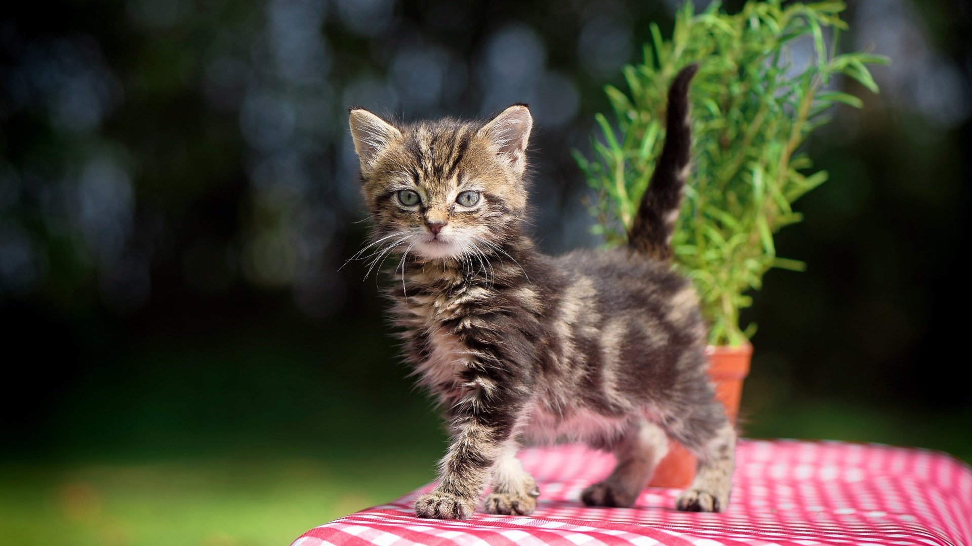 欧国联赛场面火爆,球迷热情高涨,欧国联赛程2020赛制