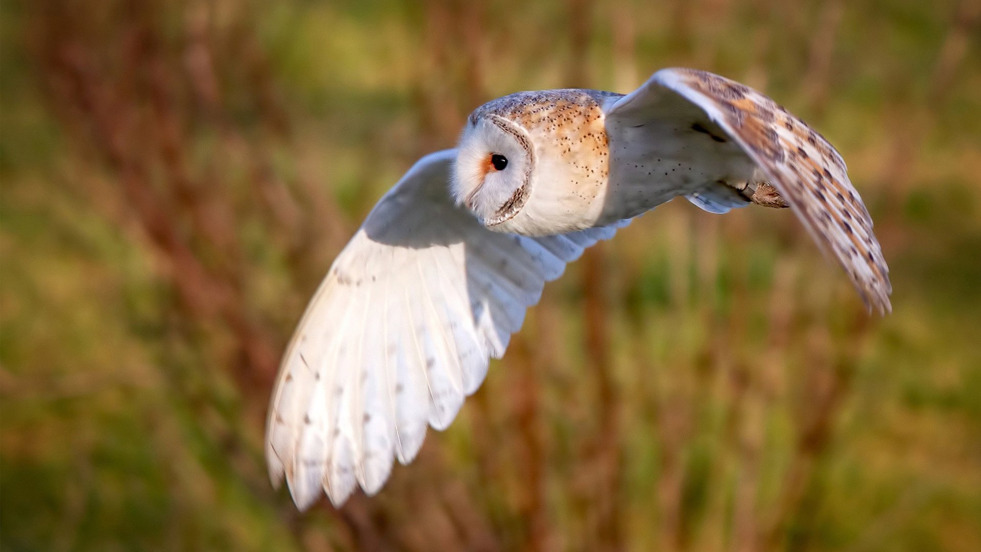 河南建业实力强劲,挑战亚冠最强球队,河南建业哪一年踢的亚冠
