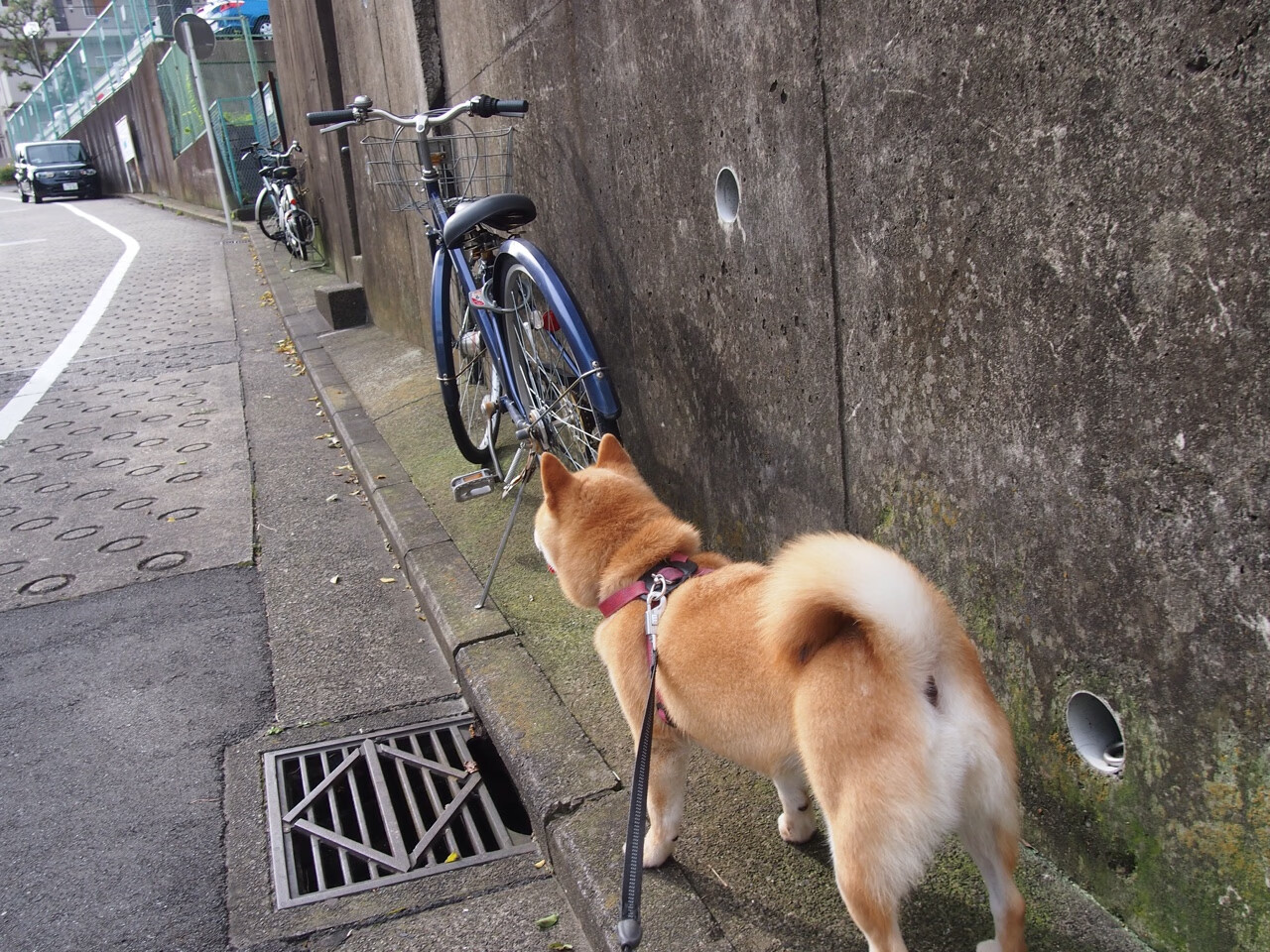 法国主场力克乌克兰,实力依旧强大,法国vs乌克兰阵容