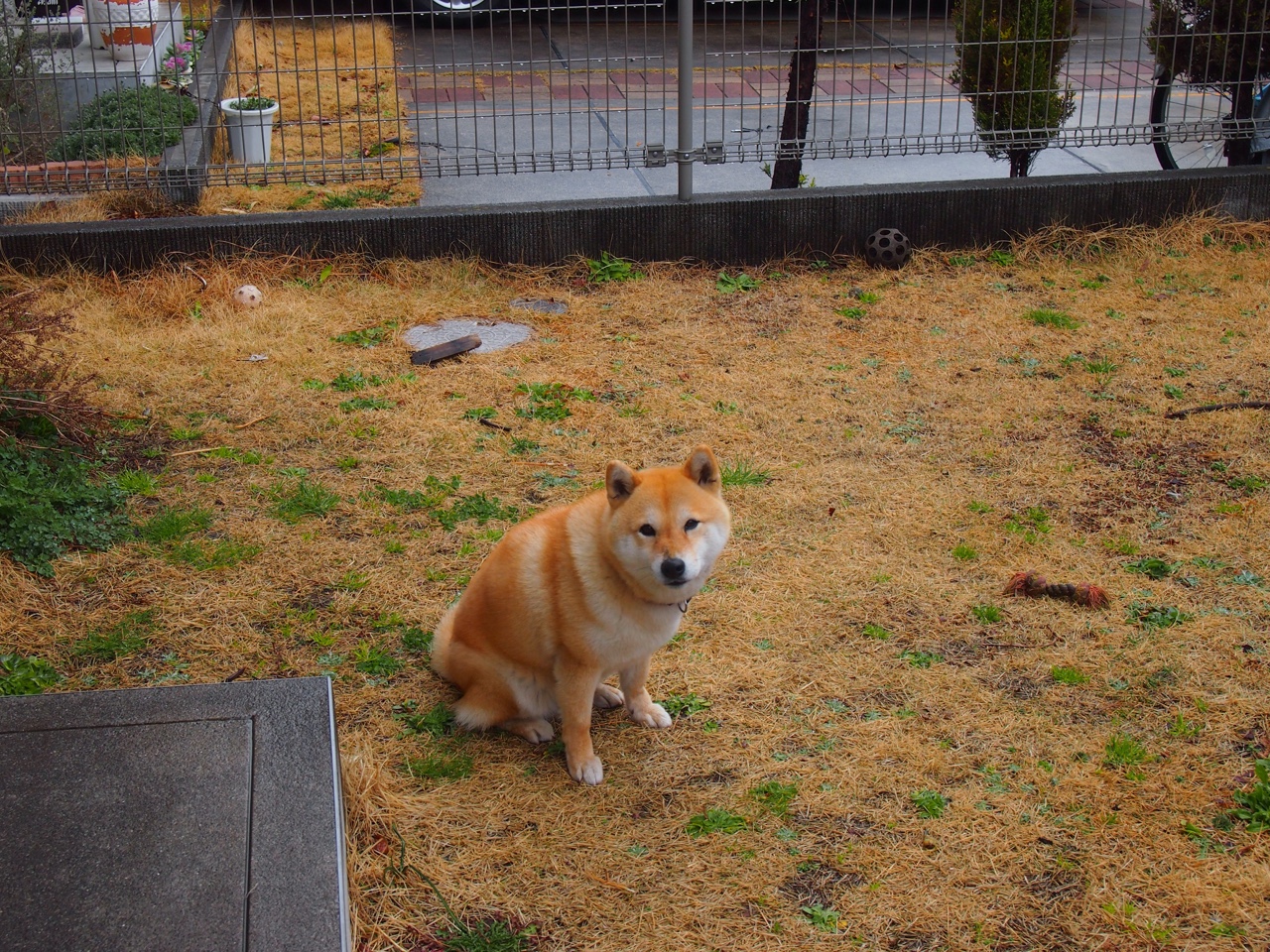 乐鱼电竞在线平台-瓜达拉哈拉主场迎战美洲队，德比战备受关注，瓜达拉哈拉vs拿加沙