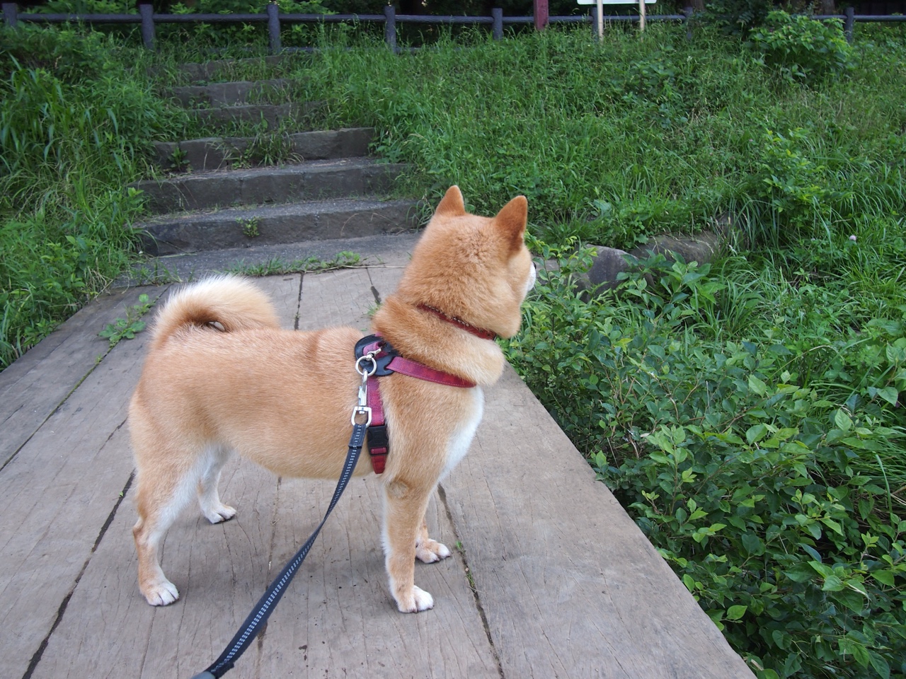 瓜达拉哈拉引进外援球员,增强球队实力,瓜达拉哈拉是哪个国家