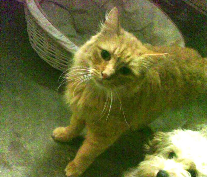 美洲篮球运动推广活动火热开展，2020美洲篮球锦标赛