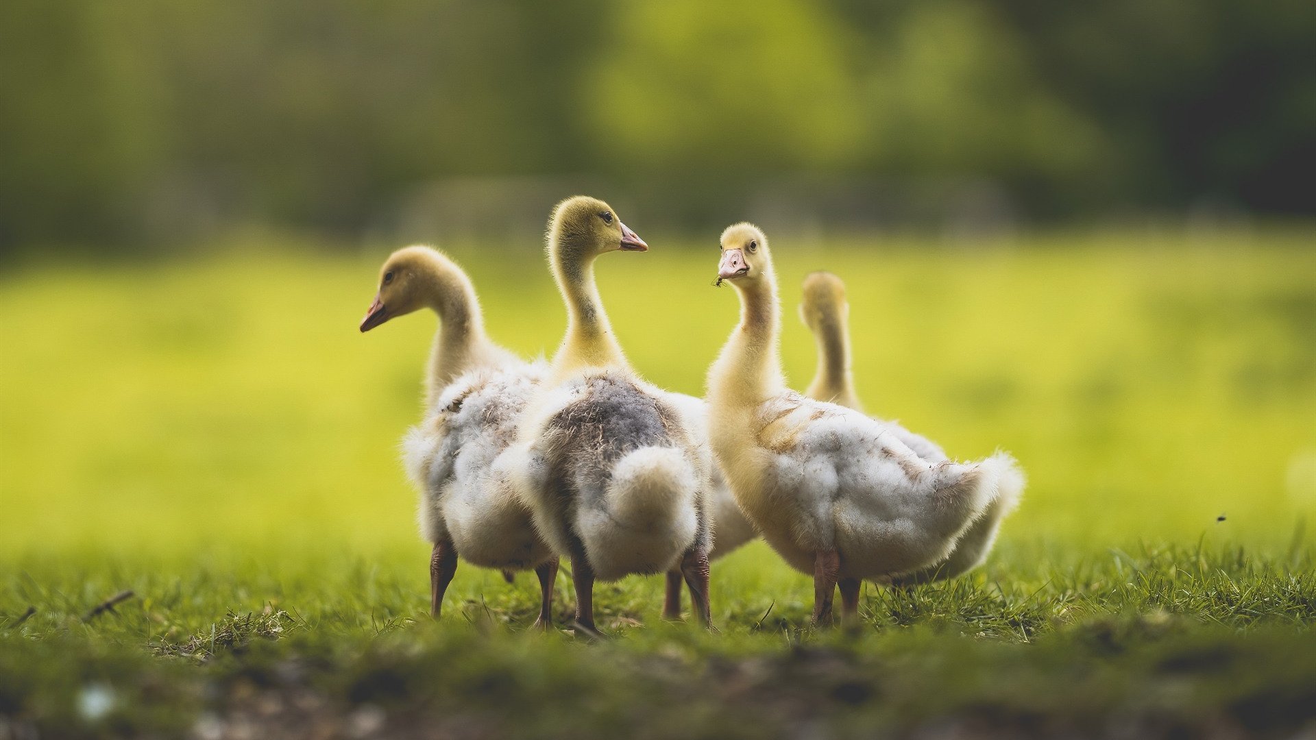 leyu.com-NBA球队赛事直播技术创新与应用，直播nba的比赛