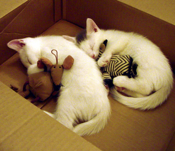 世界杯精彩纷呈：每一场都令人动容！，世界杯精彩赛事