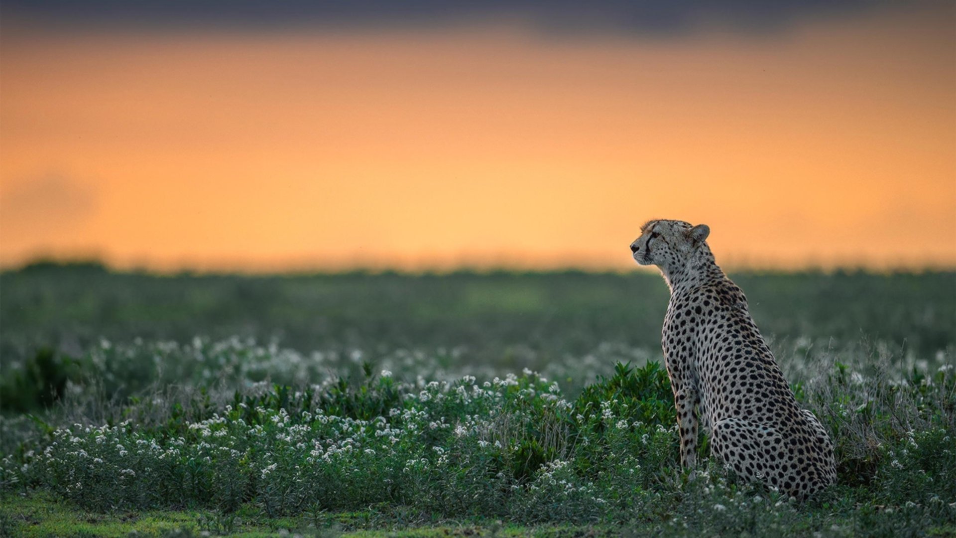 南非混合泳团队战术引热议,南非的混合农业