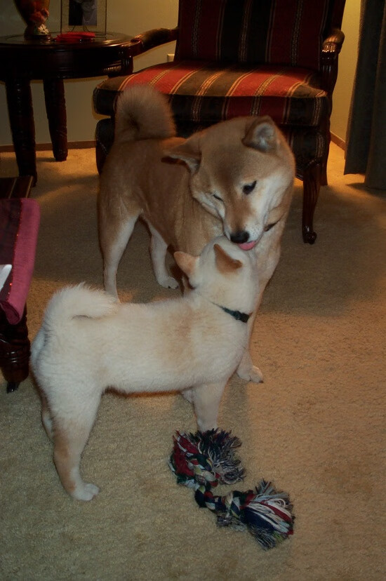 乐鱼体育平台app下载-奇库诺娃用坚持和努力铸就辉煌，奇诺岗跟库卡蒙格牧场怎么样