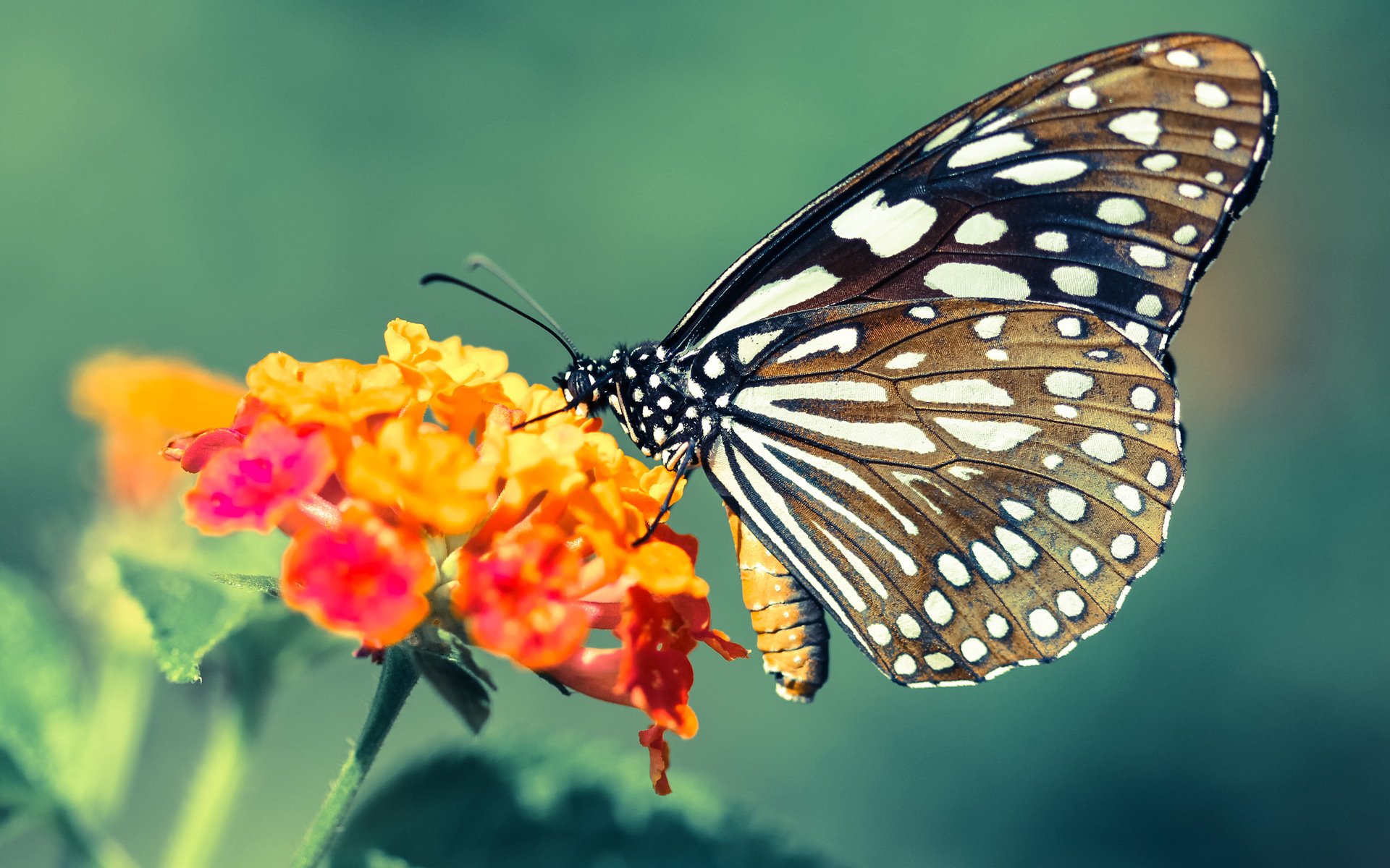 乐鱼体育平台app下载-尼尔·巴特尔在比赛中的精准拦截，成袋鼠队防守利器，巴特尔硬抗奥尼尔