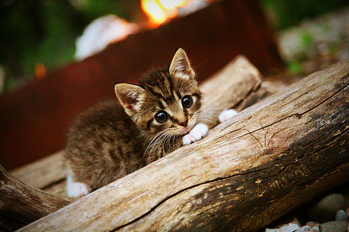 乐鱼体育APP官方下载-青年女篮连胜纪录被终结，教练强调成长价值，青年女子篮球